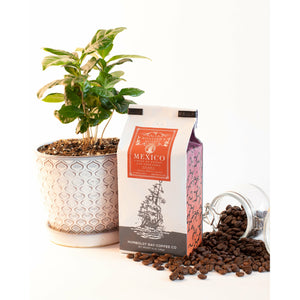 Organic Mexico Geisha Coffee, small batch roasted to order in northern California.